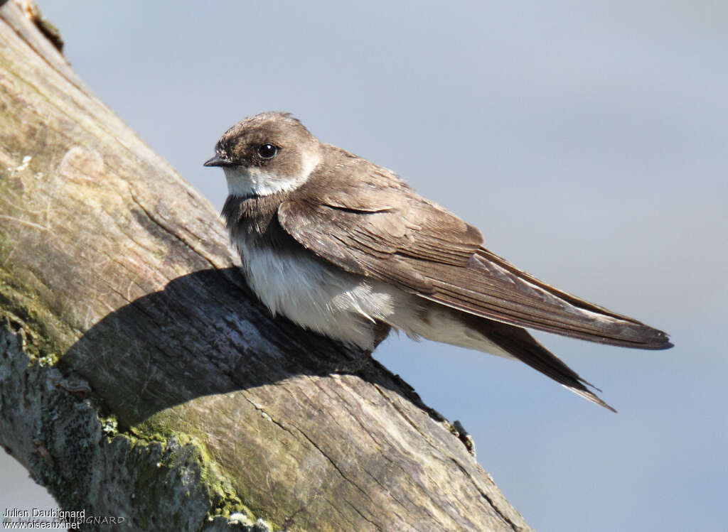 Hirondelle de rivage, identification