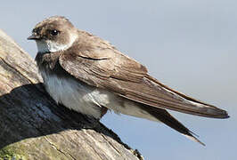 Sand Martin