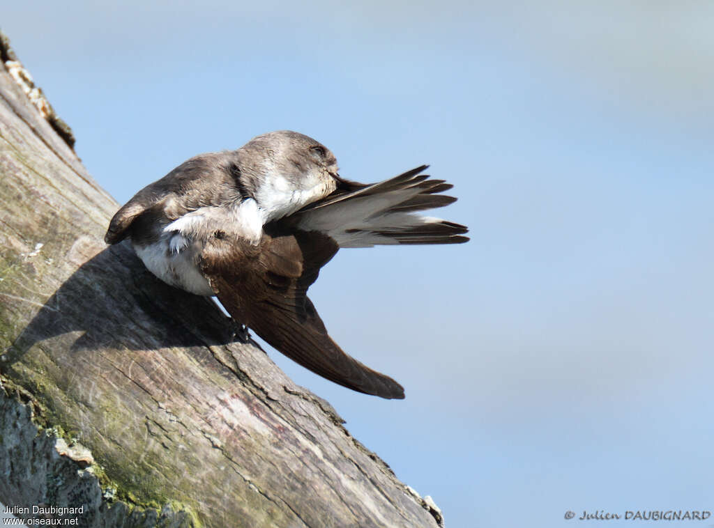 Sand Martinadult, care, Behaviour