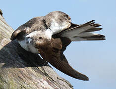 Sand Martin