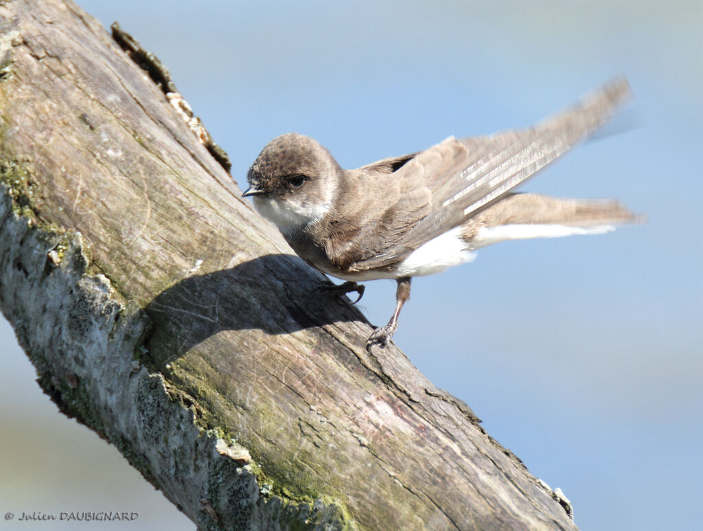 Sand Martin, identification