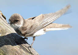 Sand Martin