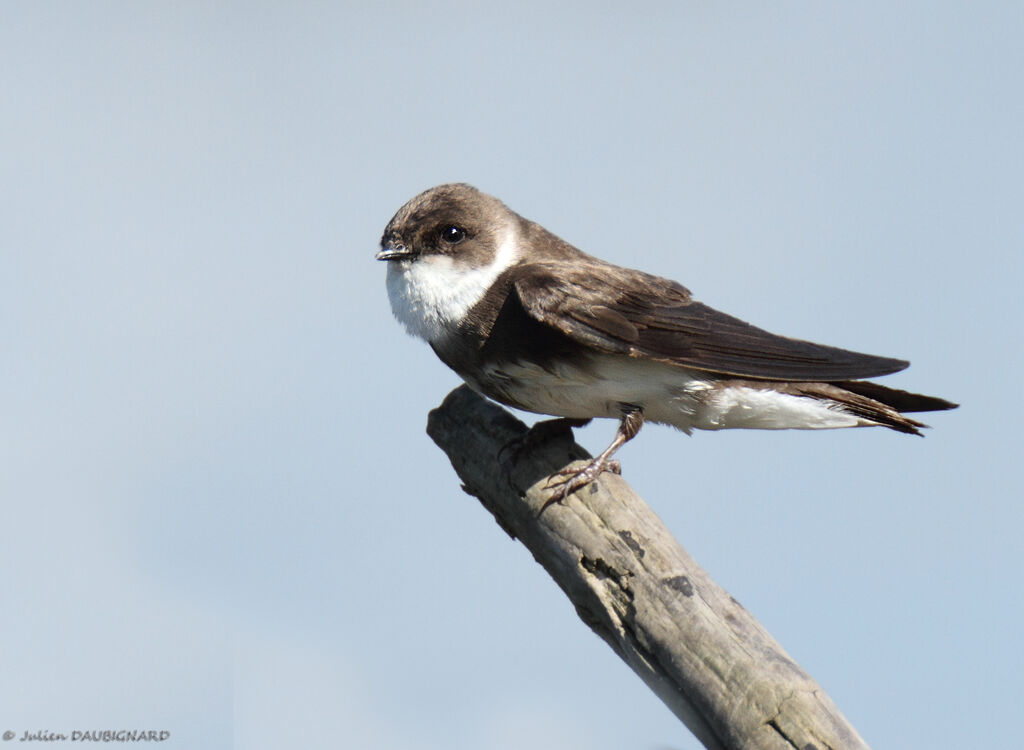 Sand Martin, identification