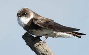 Sand Martin