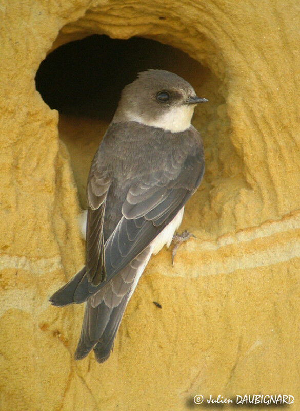 Sand Martin