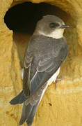 Sand Martin