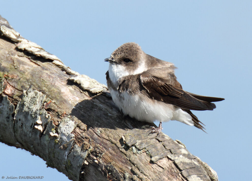 Sand Martin, identification