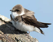 Sand Martin