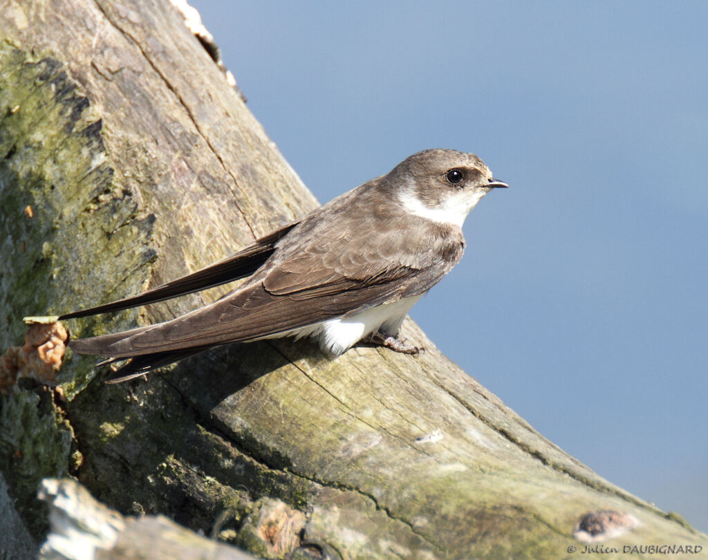 Hirondelle de rivage, identification