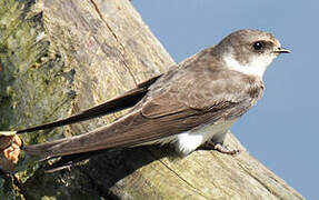 Sand Martin