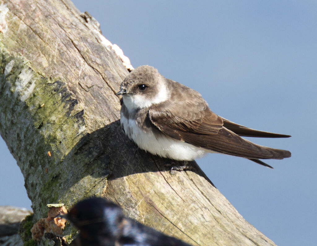 Sand Martin, identification