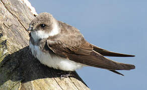 Sand Martin