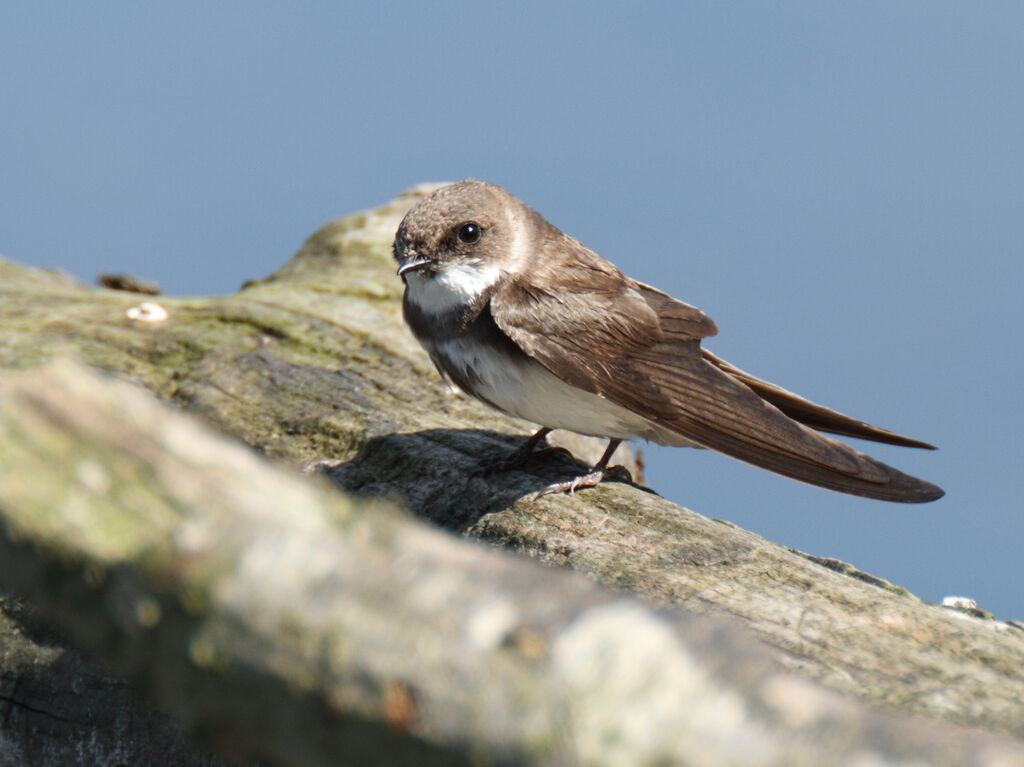 Hirondelle de rivage, identification