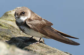 Sand Martin