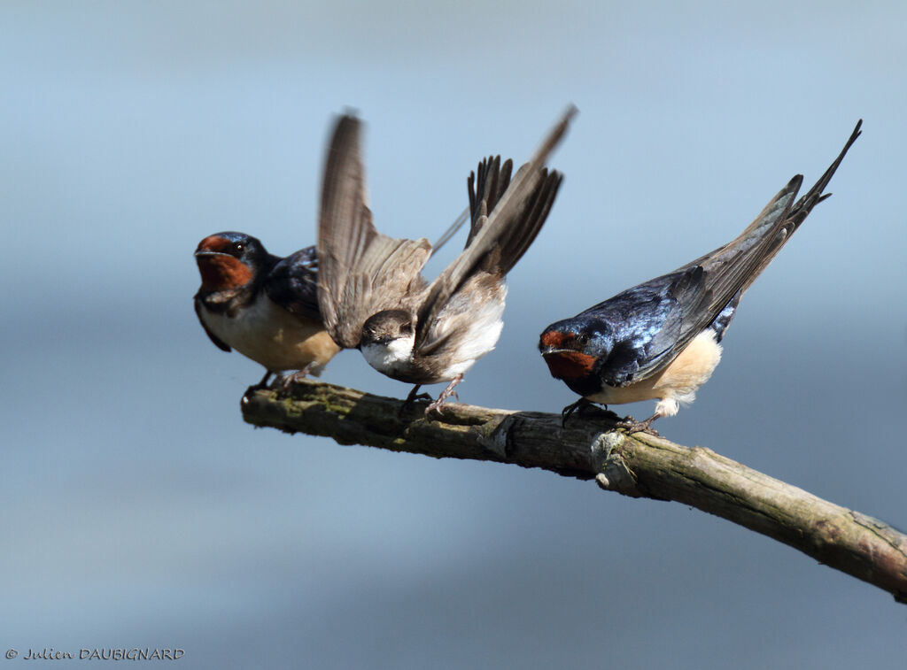 Sand Martin, identification