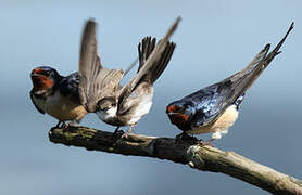 Sand Martin