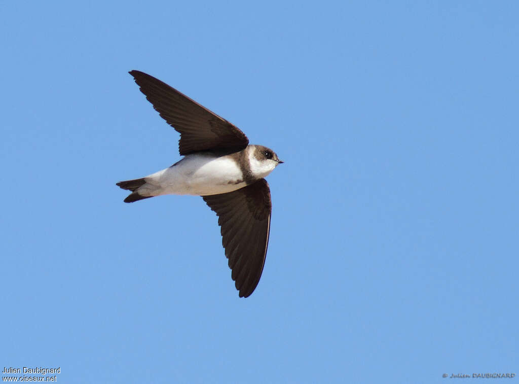 Sand Martinadult, Flight