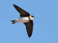 Sand Martin