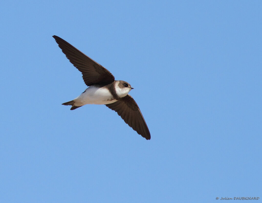 Sand Martin, Flight