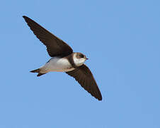 Sand Martin