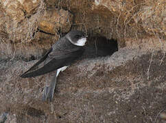 Sand Martin