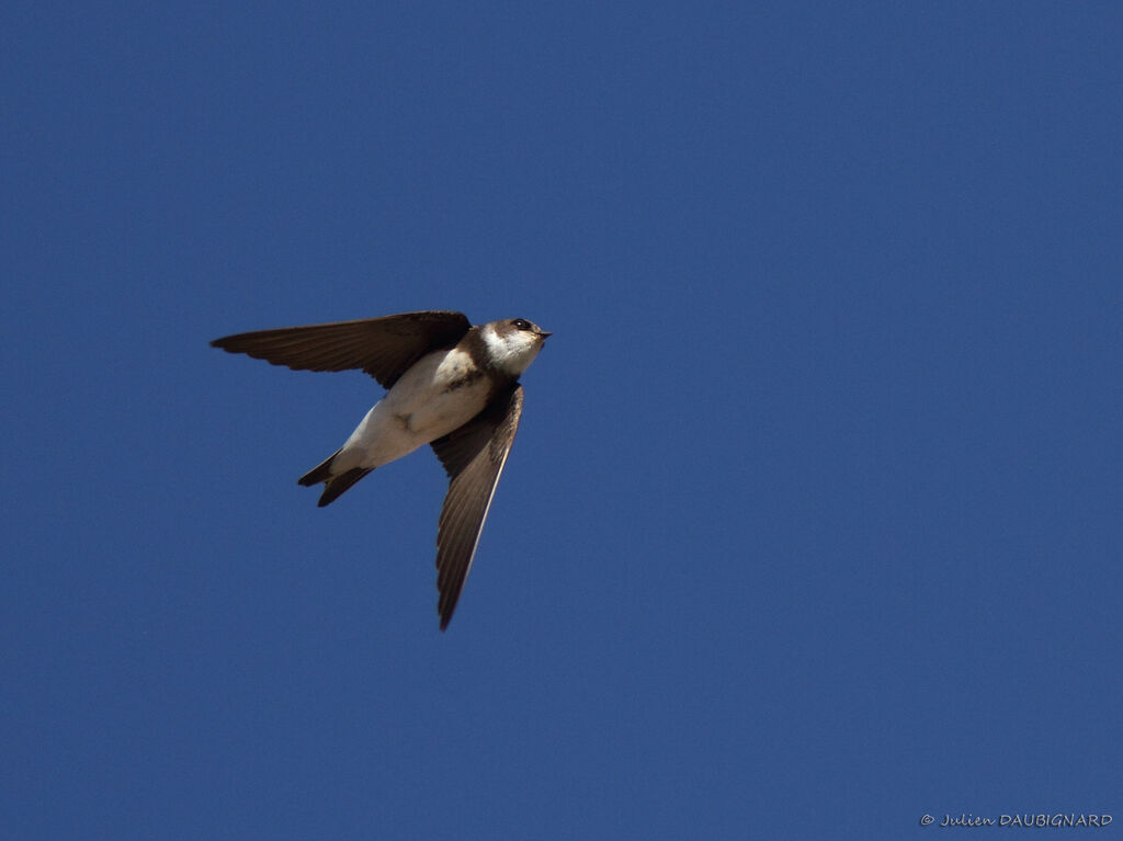 Sand Martin, Flight