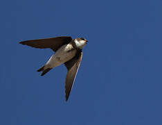 Sand Martin