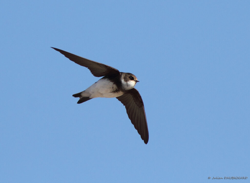 Sand Martin, Flight