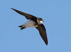 Sand Martin