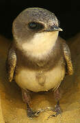 Sand Martin