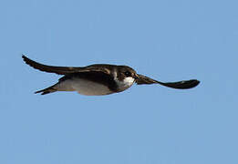 Sand Martin