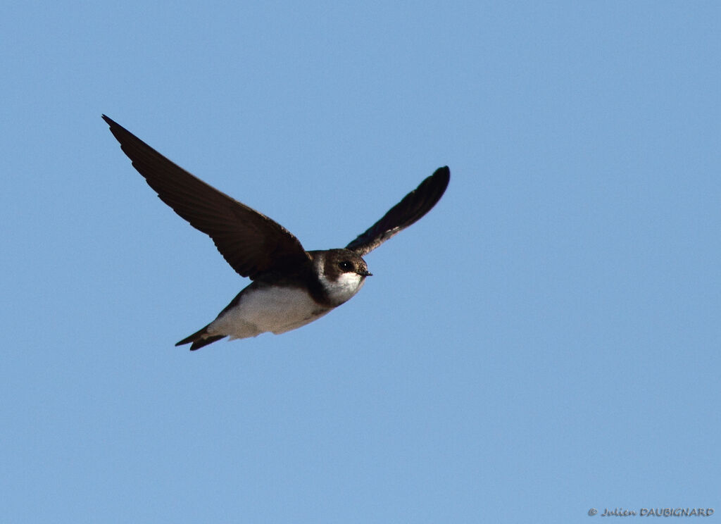 Sand Martin, Flight