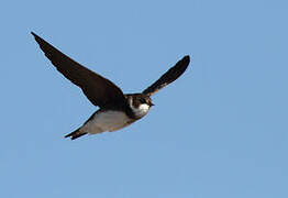 Sand Martin