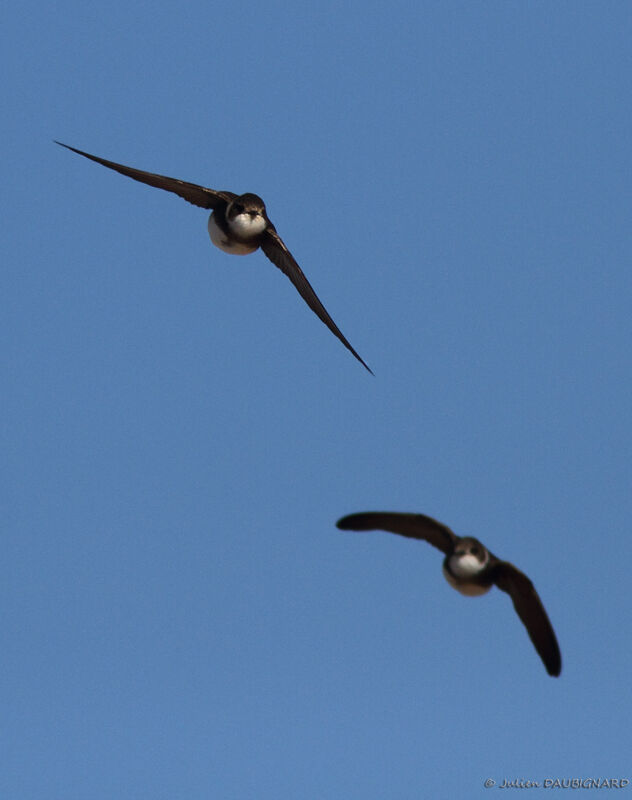 Sand Martin, Flight