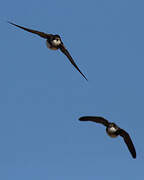 Sand Martin