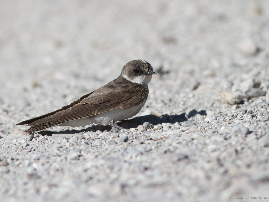 Hirondelle de rivage, identification