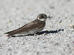 Sand Martin