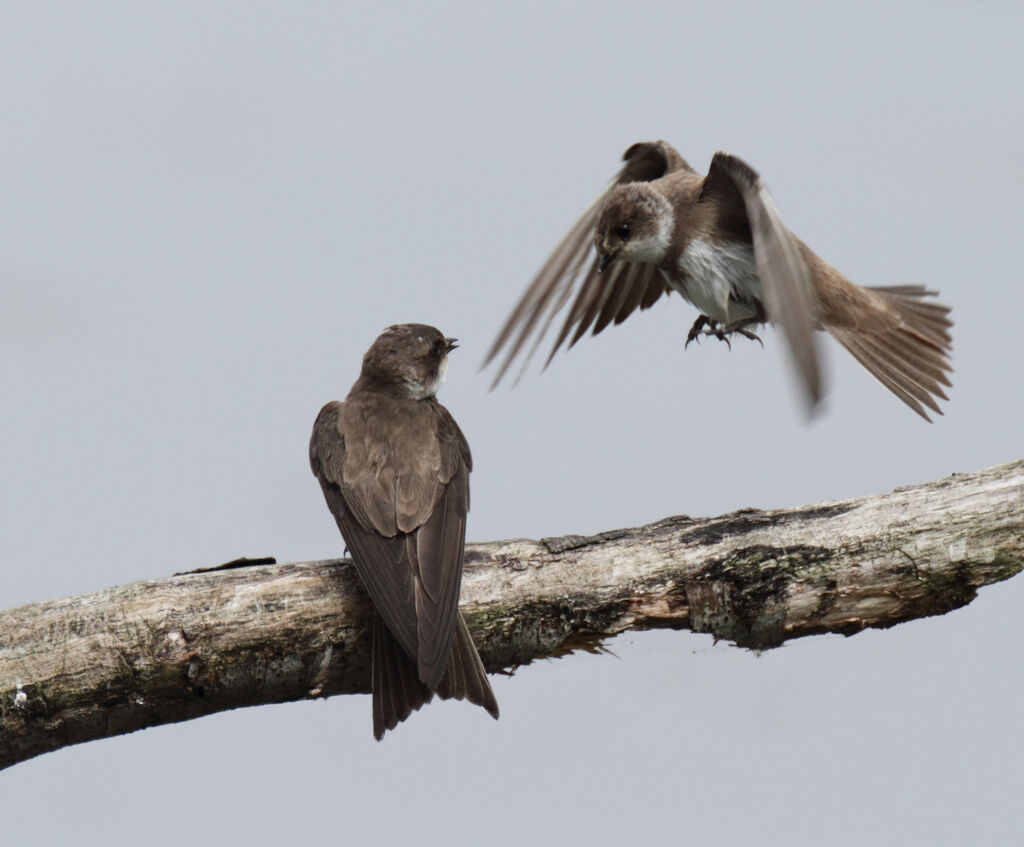 Sand Martin, Flight