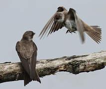 Sand Martin