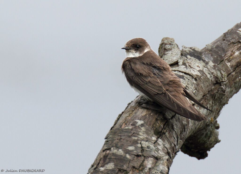 Sand Martin, identification