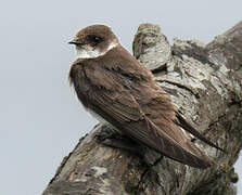 Sand Martin