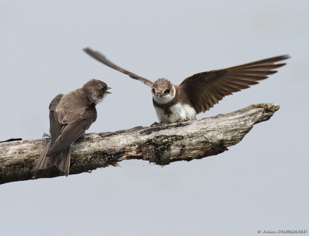 Sand Martin, identification