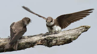 Sand Martin