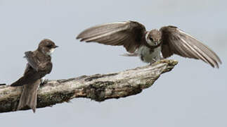 Sand Martin