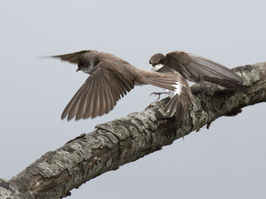 Sand Martin, Flight