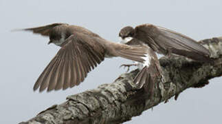 Sand Martin