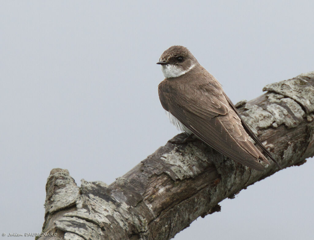 Sand Martin, identification