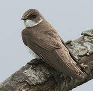 Sand Martin