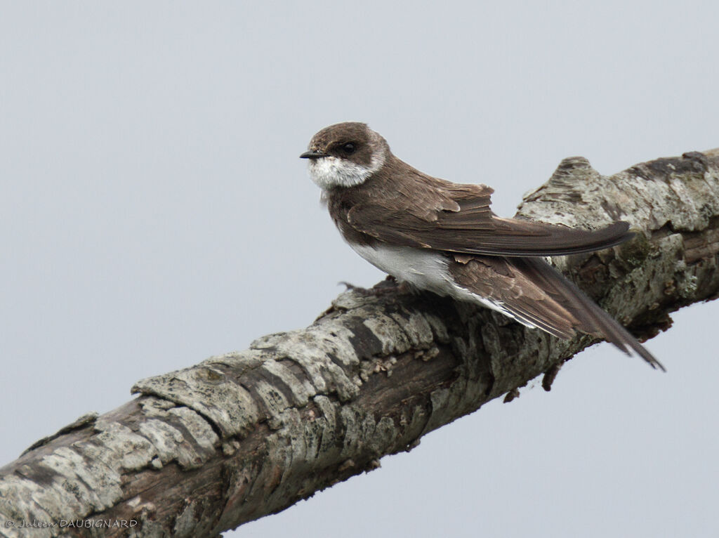 Sand Martin, identification