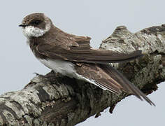 Sand Martin